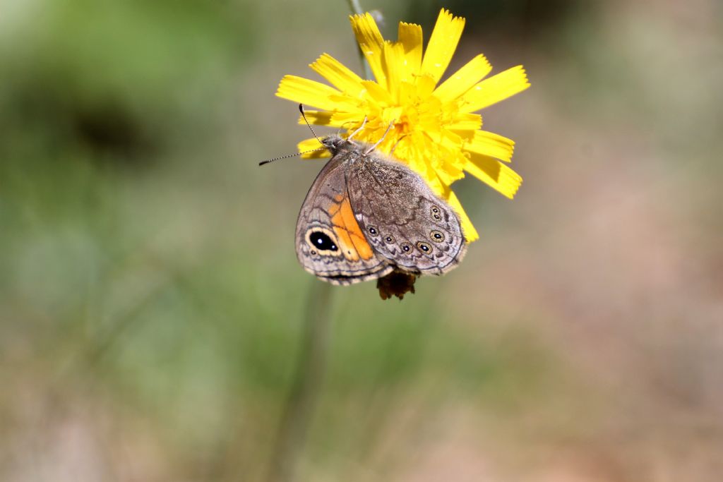 Lasiommata petropolitana, questa volta non ci sono dubbi!